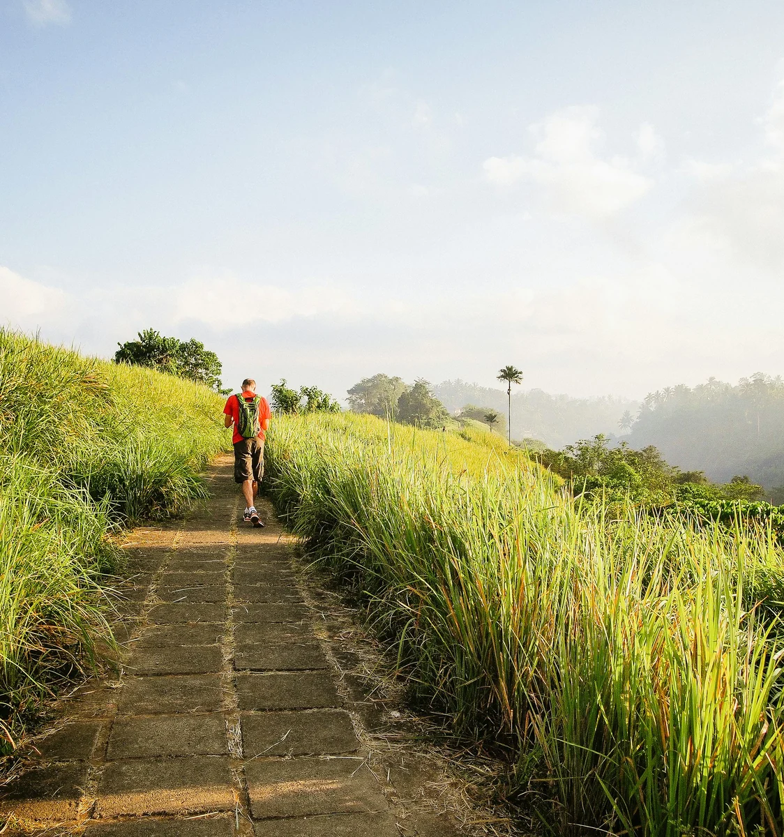 Area landscape of Ubud